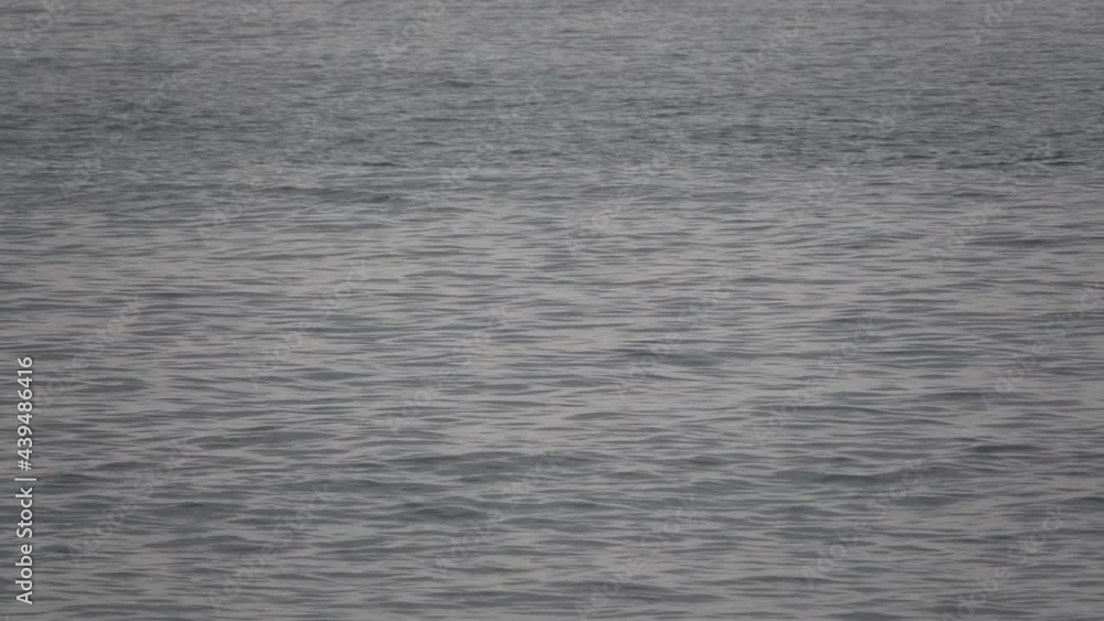 Dolphins break the surface as they swim in the light of early morning. Dolphins break the surface as they swim in the light of early morning.