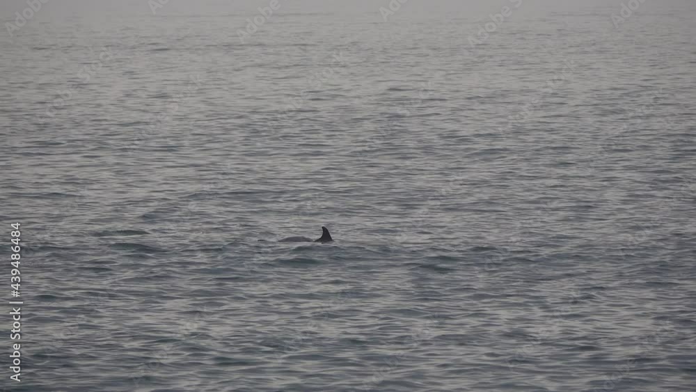 Dolphins frolic and engage in sexual foreplay in the ocean. Dolphins frolic and engage in sexual foreplay in the ocean.