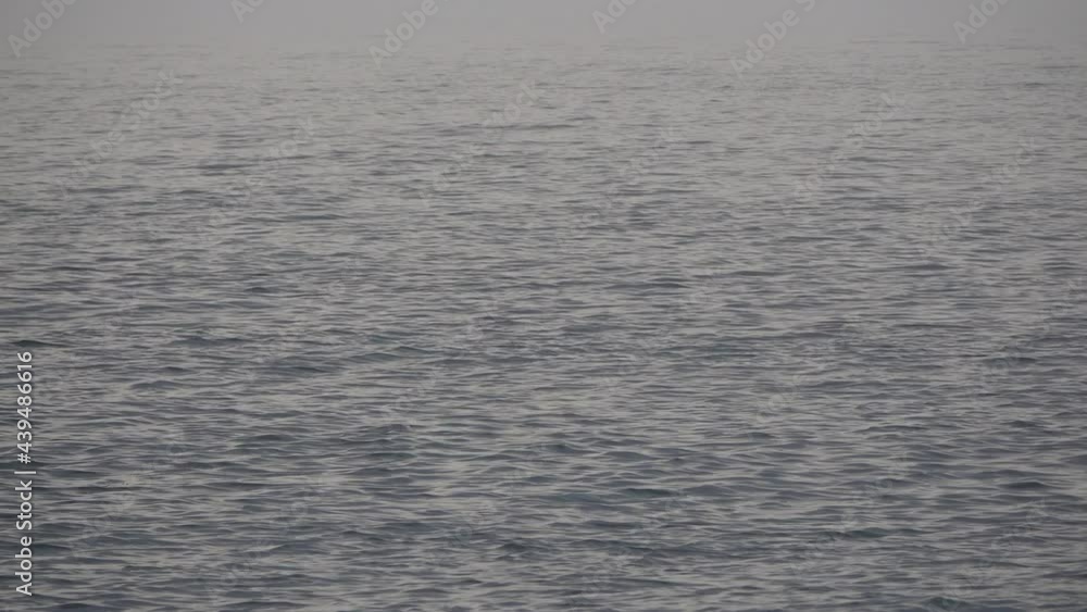 A bottlenose dolphin breaches the surface, jumping high, as other dolphins swim nearby. A display to attract a mate. A bottlenose dolphin breaches the surface, jumping high, as other dolphins swim nearby. A display to attract a mate.