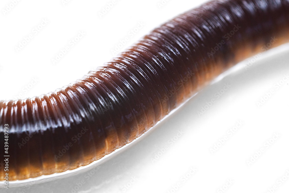 Extreme close-up macro photo of earthworm isolated on white background. Studio light made to show how it look beautiful by their smooth shiny tube shape anatomy. Extreme close-up macro photo of earthworm isolated on white background. Studio light made to show how it look beautiful by their smooth shiny tube shape anatomy.