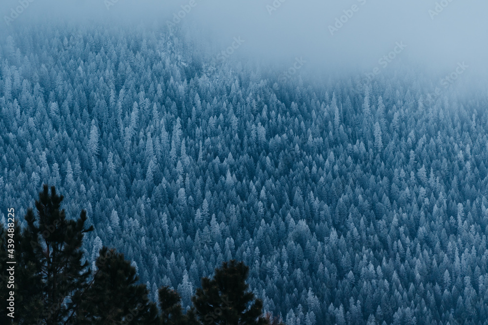 Snow Covered Trees In The Winter During Blue Hour Snow Covered Trees In The Winter During Blue Hour