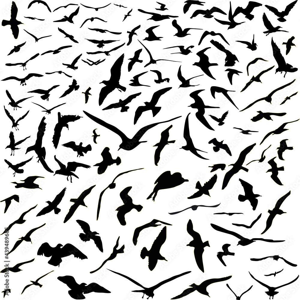huge seagulls collection isolated on white huge seagulls collection isolated on white