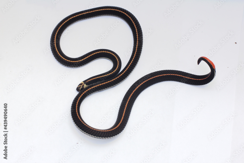 Obraz premium Banded Malaysian coral snake, is a species of venomous snake endemic to Southeast Asia.