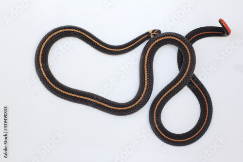Banded Malaysian coral snake, is a species of venomous snake endemic to Southeast Asia.