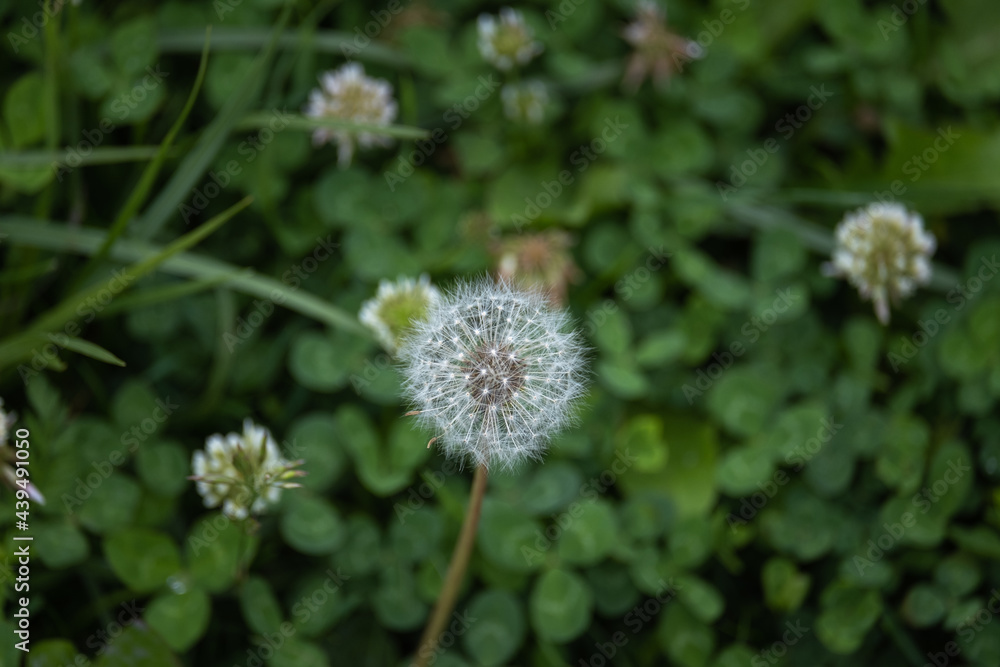 dandelion seeds on green grass background
dandelion seeds on green grass background