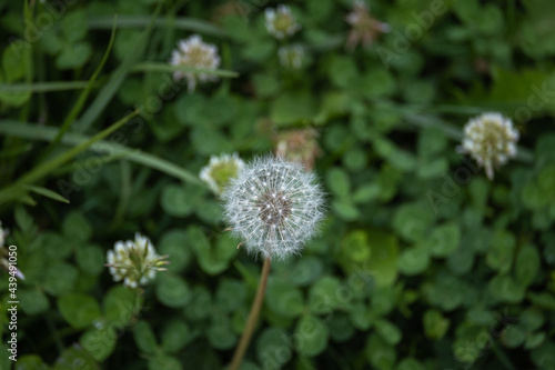 dandelion seeds on green grass background 