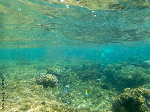 Underwater view of sea with  stones and algae © rninov