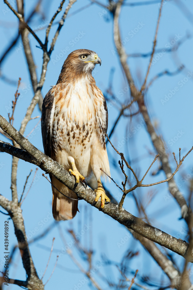 Red-tailed Hawk Red-tailed Hawk