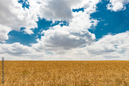 Wheat field and blue sky with clouds