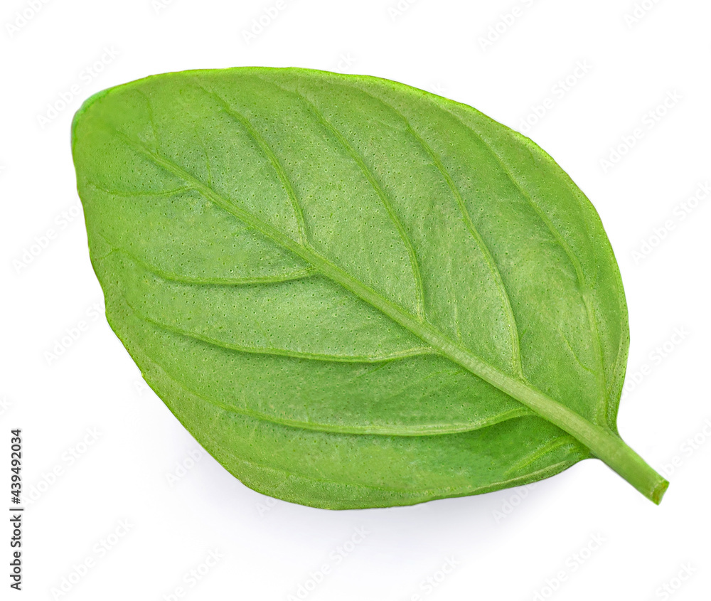Obraz premium Basil isolated. Green Basil leaf on white. Close up