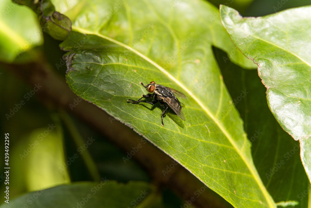 Macro closeup of fly on top of plant. Macro closeup of fly on top of plant.