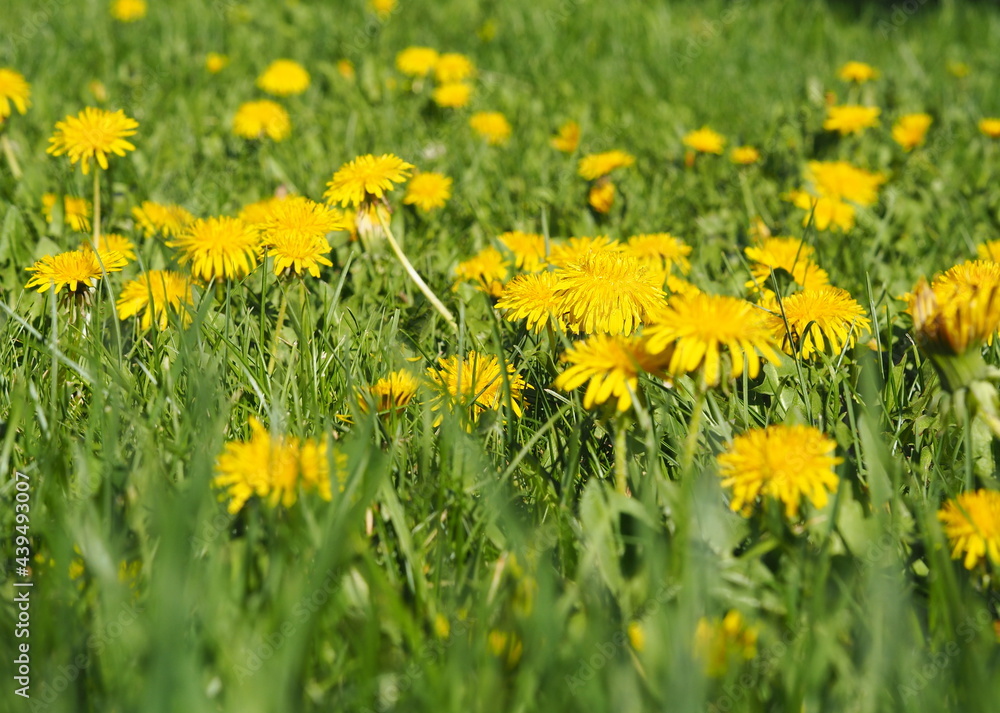 Obraz premium Yellow dandelions growing on the lawn. Spring landscape.
