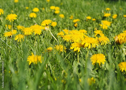 Yellow dandelions growing on the lawn. Spring landscape.
