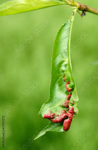 Peach leaves are affected by Taphrina deformans