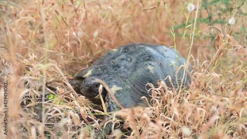 (Selective focus) Stunning view of a Sardinian Marginated Tortoise walking in the wild. The marginated tortoise (Testudo marginata) is a species of tortoise in the family Testudinidae. photo