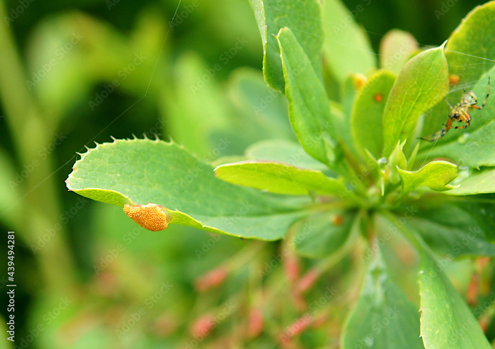 Barberry leaves affected by Puccinia graminis Barberry leaves affected by Puccinia graminis
