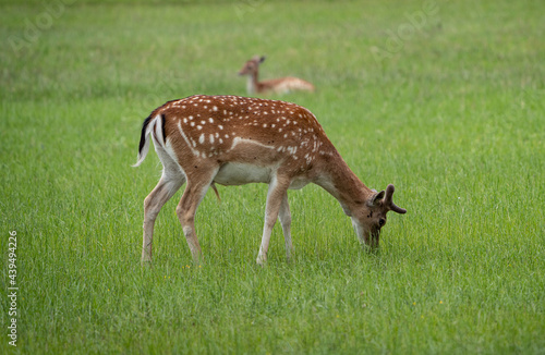 Beautiful sika deer grazing on a green lawn