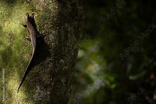A sun skink on a tree trunk. The sunlight is falling on it and makes teh skin shine. photo