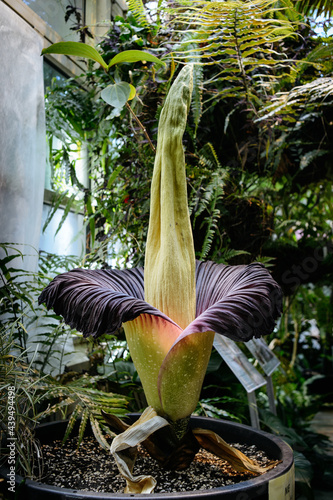 Titan Arum, Amorphophallus Titanium (Corpse Flower) in the Warsaw University Botanical Garden photo