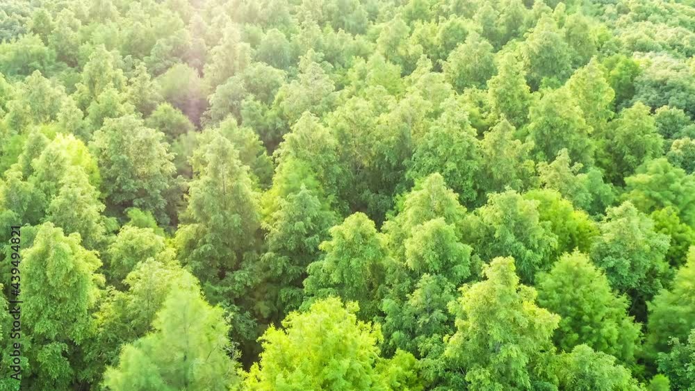 Aerial view of the green forest.Drone photographs the green tree against the sun. Aerial view of the green forest.Drone photographs the green tree against the sun.