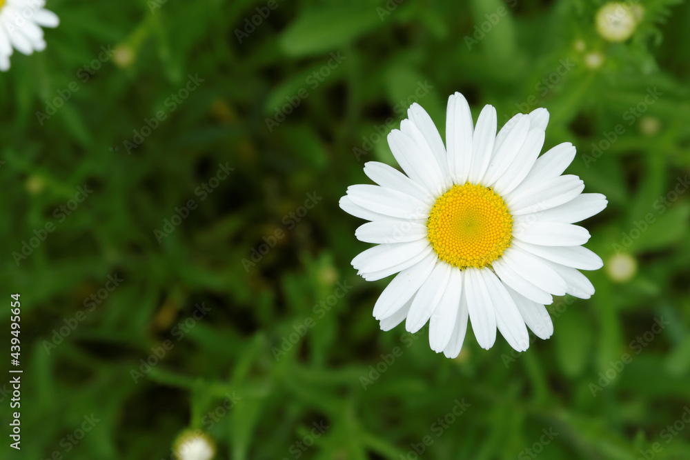 Delicate, bright chamomile flowers in a meadow under the sun.