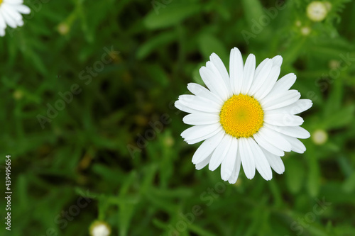 Delicate  bright chamomile flowers in a meadow under the sun.