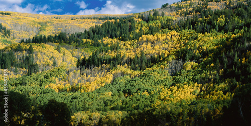 Panoramic letterbox of a hillside of aspens and pines Colorado