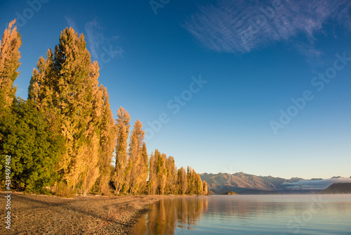 Yellow Poplar, Autumn in Lake Wanaka, New Zealand