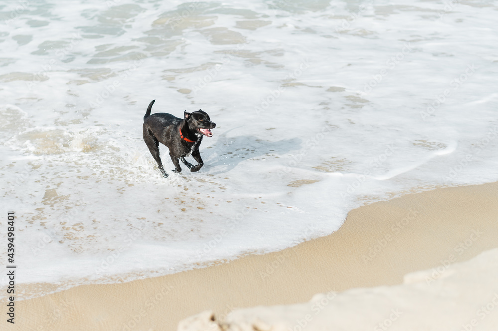 dog running on the beach dog running on the beach