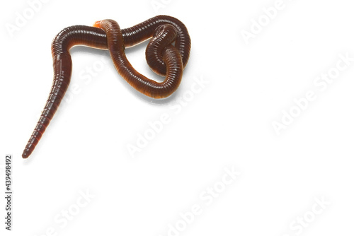 Extreme close-up macro photo of earthworm isolated on white background. Studio light made to show how it look beautiful by their smooth shiny tube shape anatomy.