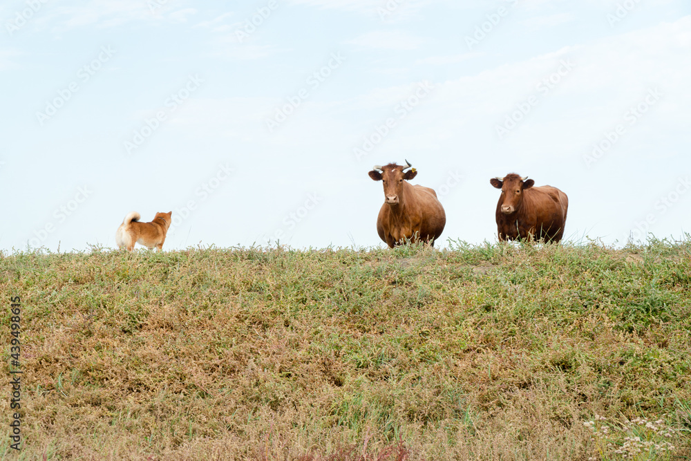 Free range cows and dog Free range cows and dog