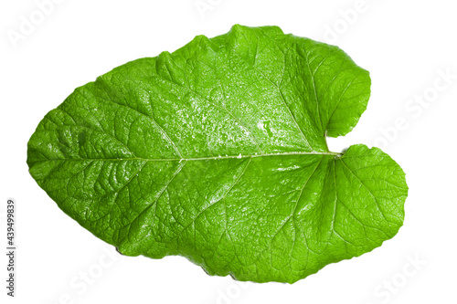 large burdock leaf on white background. Use as texture