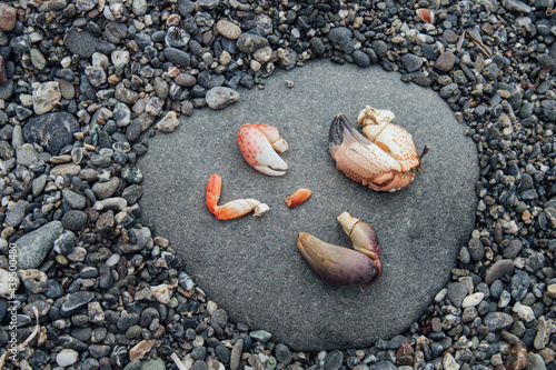Crab Claws Found Beach-combing