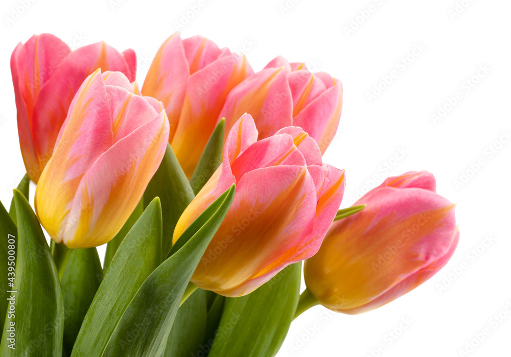 lovely pink tulips isolated on white background lovely pink tulips isolated on white background