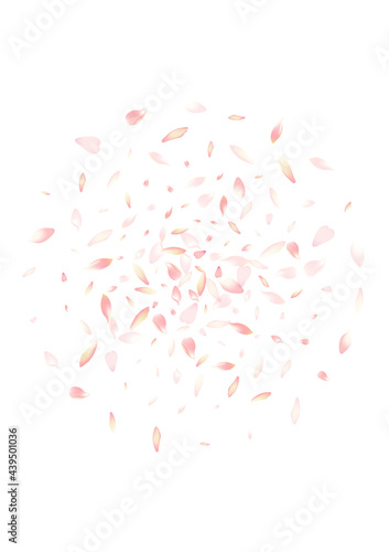 Transparent Sakura Petal Vector White Background. © Natallia