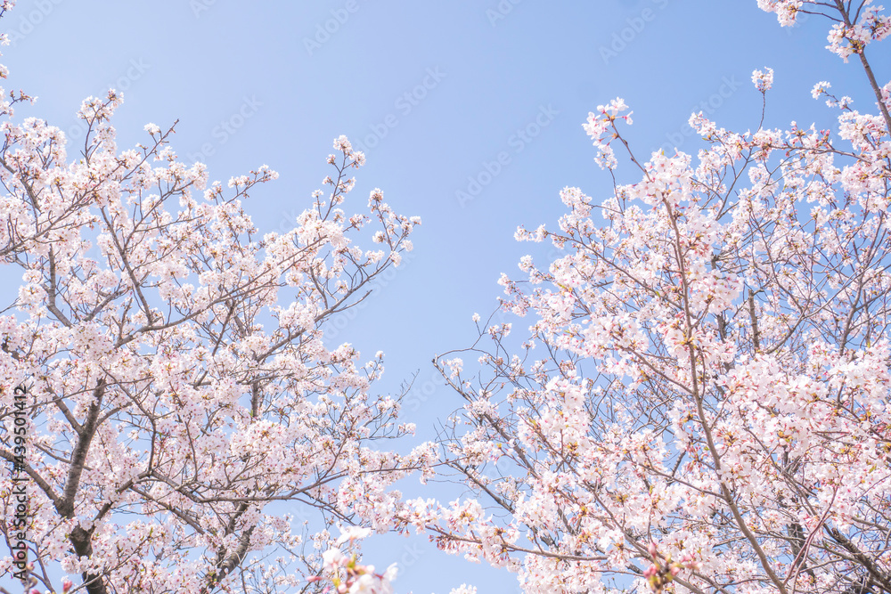 満開の桜並木と青空