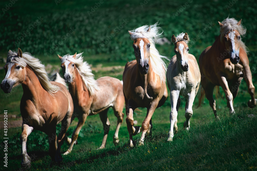 Group of haflinger horses run in the meadow Group of haflinger horses run in the meadow