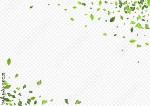 Green Foliage Spring Vector Transparent