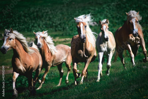 Group of haflinger horses run in the meadow