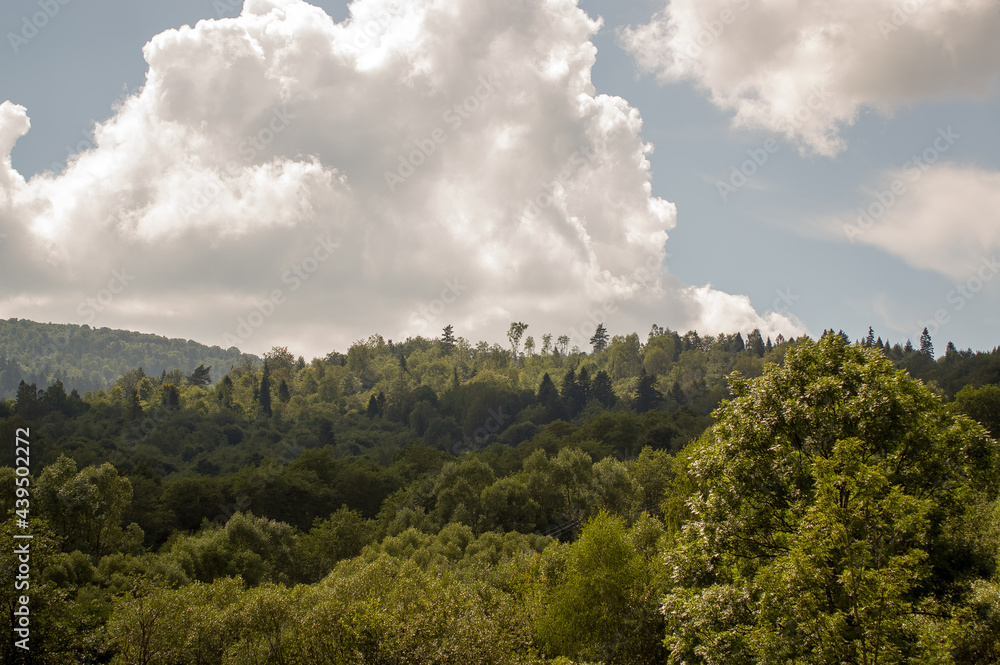 Krajobraz górski las wierzchołki drzew z dalekiej perspektywy na tle zachmurzonego nieba	 - obrazy, fototapety, plakaty 