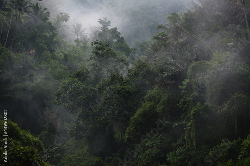 dawn fog in the jungle photo