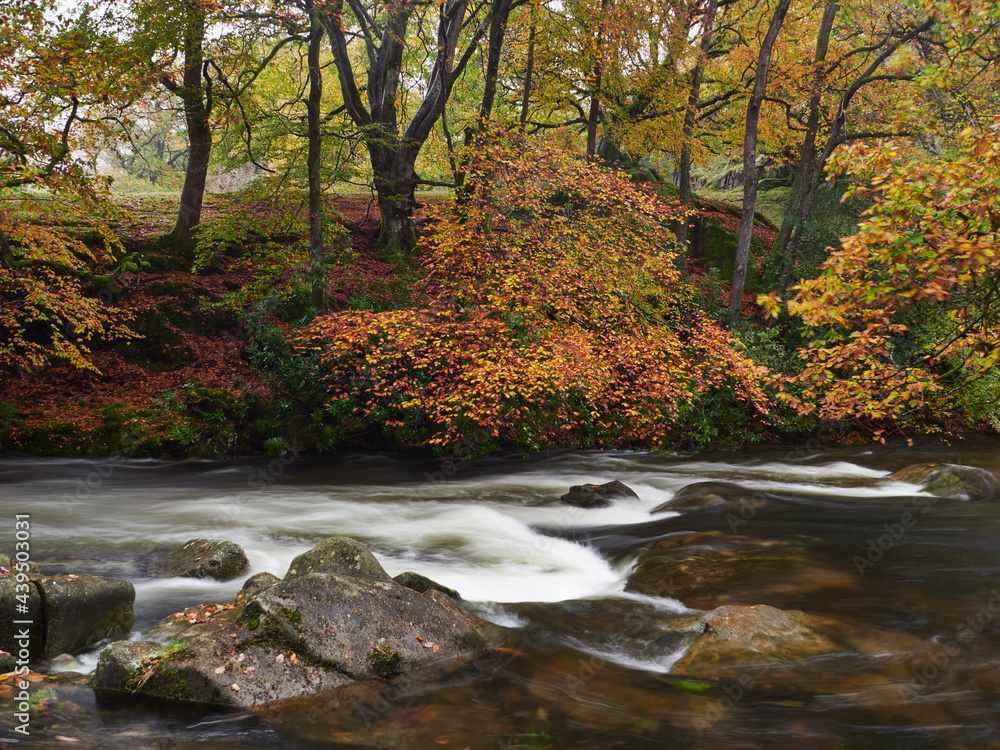 Autumnal woodland beside the River Esk. Eskdale, Lake District, UK. Autumnal woodland beside the River Esk. Eskdale, Lake District, UK.