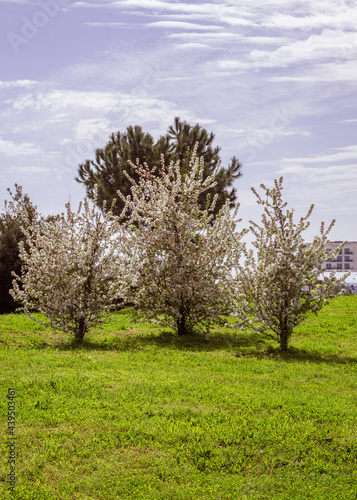 Three cherry trees blooming in spring. White flowers on a lush green lawn and a pine tree in the background. The blooming of orchards in springtime  park plants and lawns.