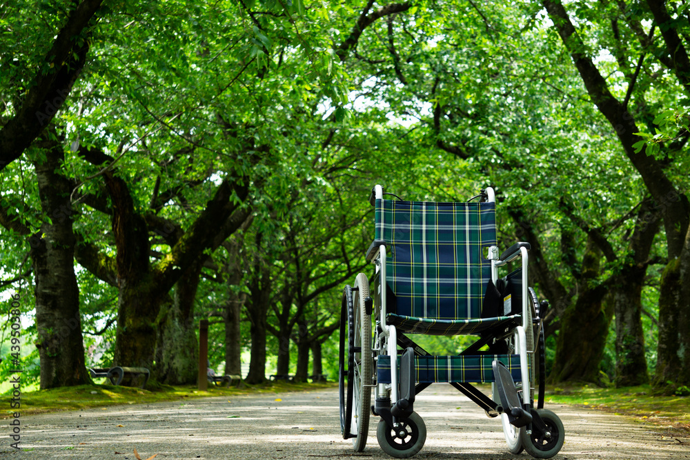 Wheelchair in a tree-lined road. 並木道にある車いす