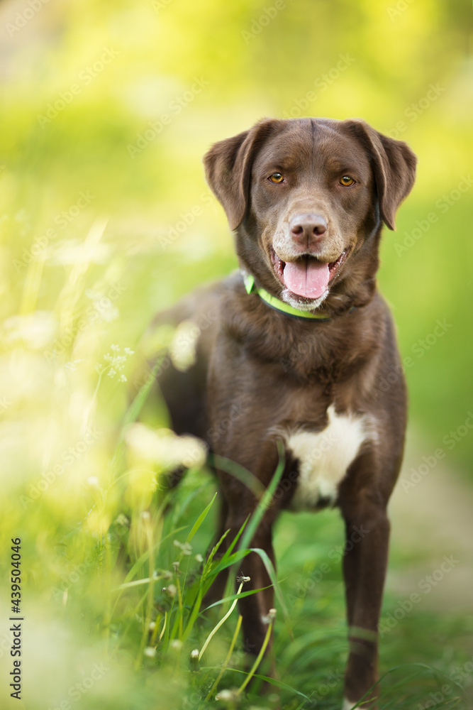labrador dog portrain in the sunny summer road