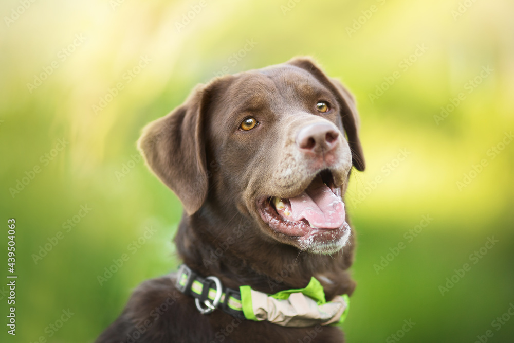 labrador dog portrain in the sunny summer road labrador dog portrain in the sunny summer road