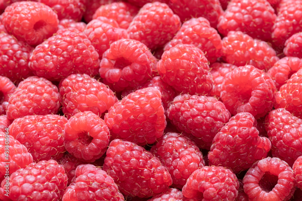 Fresh and sweet raspberries background. summer background Fresh and sweet raspberries background. summer background