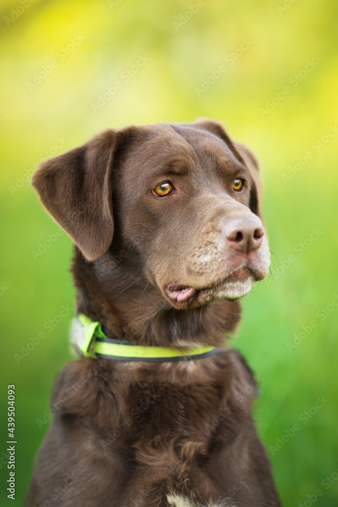 labrador dog portrain in the sunny summer road
