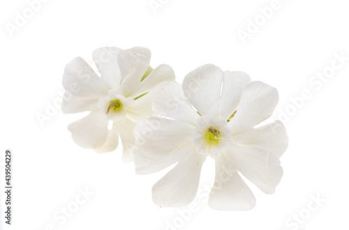 white meadow flower isolated