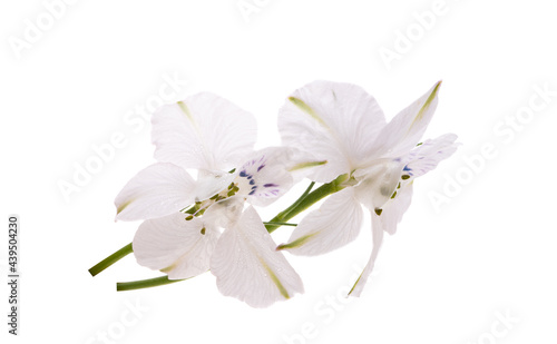 Fototapeta Naklejka Na Ścianę i Meble -  perennial delphinium flower